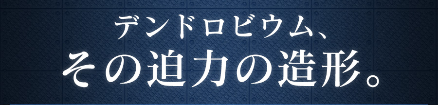 デンドロビウム、その迫力の造形。