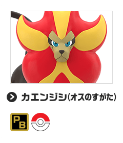 カエンジシ（オスのすがた）