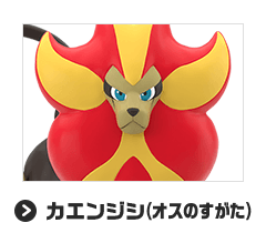 カエンジシ（オスのすがた）